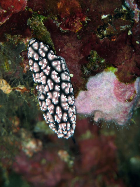 Polyclad flatworn. Nudibranch. Diving around Bunaken island, Alban dive site. Sulawesi,  Indonesia.