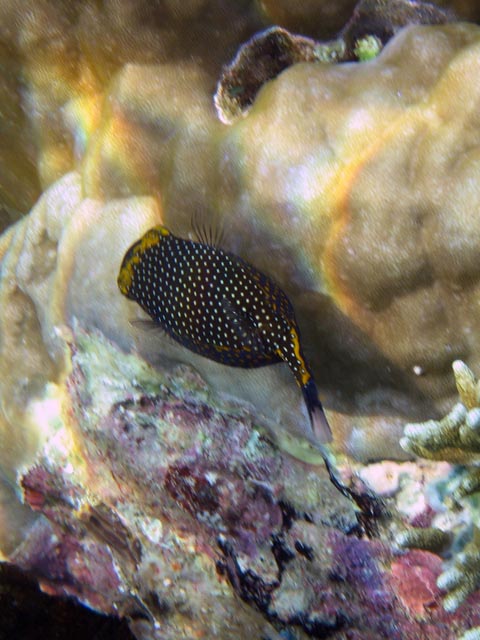 Spotted Boxfish (Ostracion meleagris). Diving around Bunaken island, Alban dive site. Sulawesi,  Indonesia.