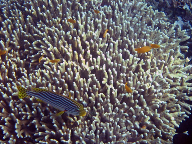 Diving around Bunaken island, Alban dive site. Sulawesi,  Indonesia.