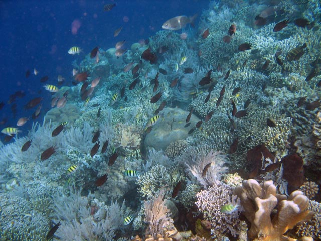 Diving around Bunaken island, Alban dive site. Sulawesi,  Indonesia.