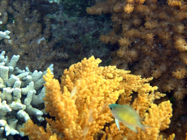 Diving around Bunaken island, Alban dive site. Sulawesi,  Indonesia.