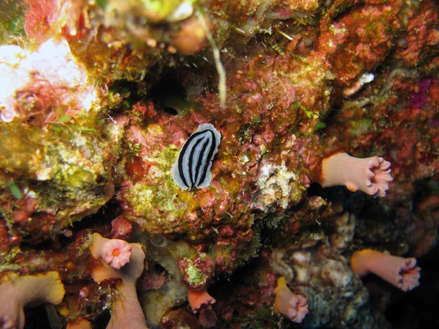 Nudibranch. Diving around Togian islands, Kadidiri, Taipee Wall dive site. Sulawesi,  Indonesia.