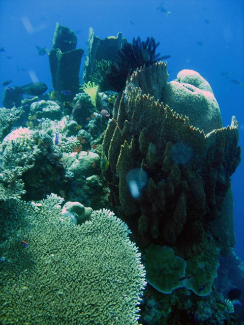 Diving around Togian islands, Kadidiri, Two Canyons dive site. Sulawesi,  Indonesia.