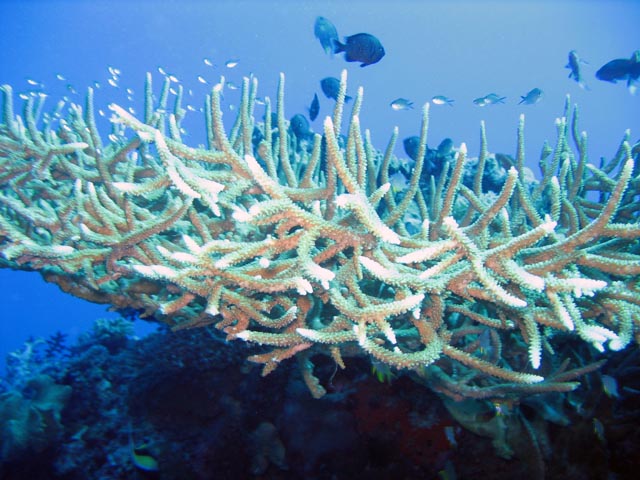 Diving around Togian islands, Kadidiri, Two Canyons dive site. Sulawesi,  Indonesia.