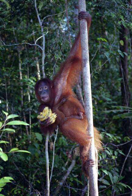 Orangutan in Tanjung Puting national park. Kalimantan,  Indonesia.