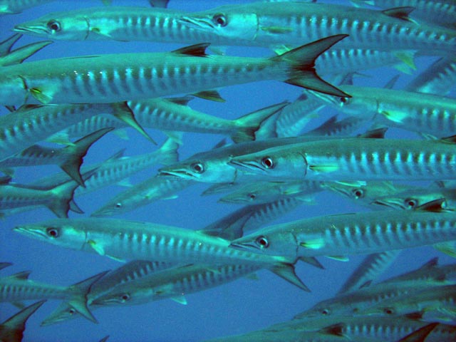 Barracudas. Diving around Togian islands, Una Una, Apollo dive site. Sulawesi,  Indonesia.