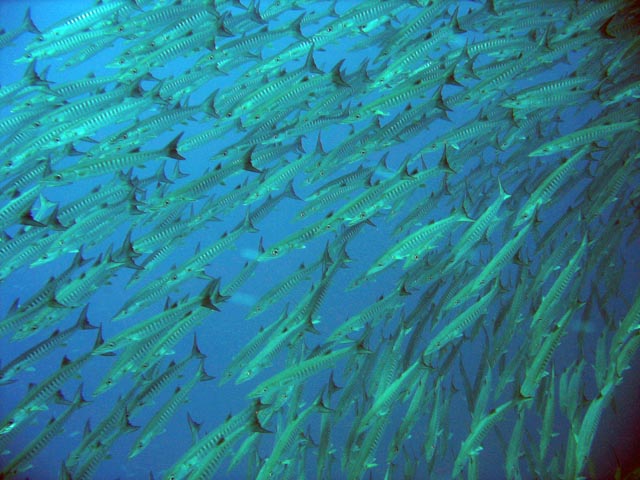 Barracudas. Diving around Togian islands, Una Una, Apollo dive site. Sulawesi,  Indonesia.