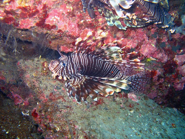 Lionfish. Diving around Togian islands, Una Una, Apollo dive site. Sulawesi,  Indonesia.