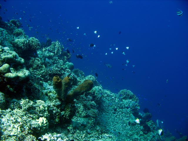 Diving around Togian islands, Una Una, Fishermania/Pinnacle dive site. Sulawesi,  Indonesia.