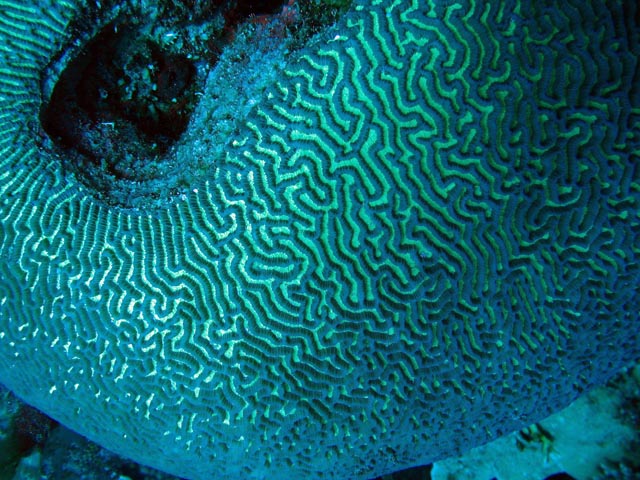 Diving around Togian islands, Kadidiri, Dominic Rock dive site. Sulawesi,  Indonesia.