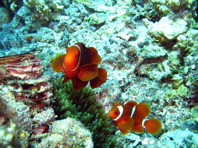 Clown Anemonefish. Diving around Togian islands, Kadidiri, Dominic Rock dive site. Sulawesi,  Indonesia.