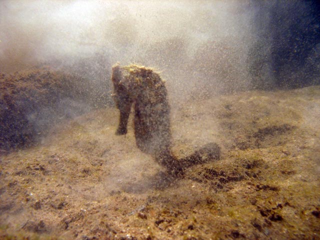 Sea Horse. Diving around Togian islands, Kadidiri, Dominic Rock dive site. Sulawesi,  Indonesia.