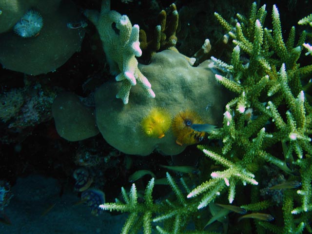 Diving around Togian islands, Kadidiri, Taipai island dive site. Sulawesi,  Indonesia.