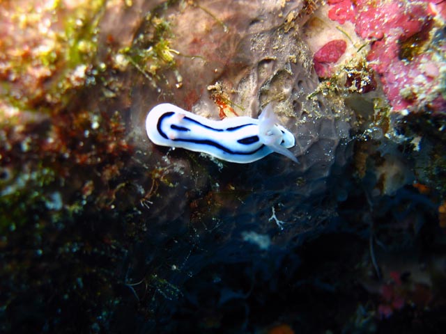 Nudibranch. Diving around Biak islands, Owi island dive site. Papua,  Indonesia.