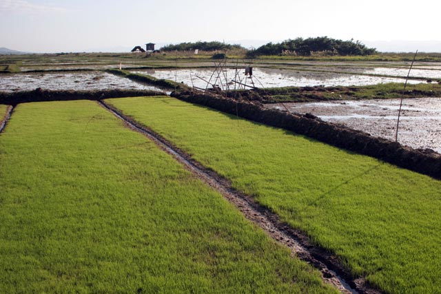 Rice fields around Inle Lake. Myanmar (Burma).