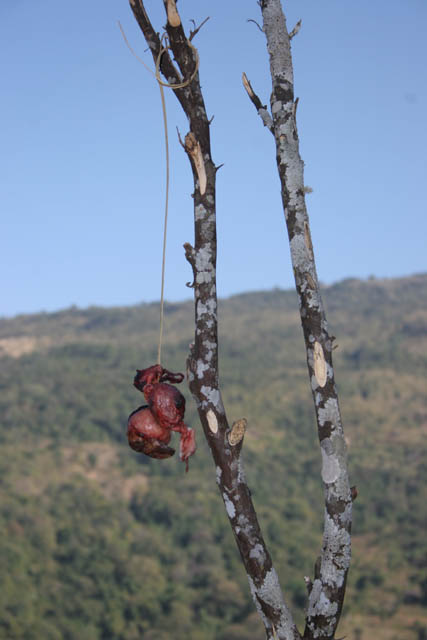 Sacrifice as protection agains bad evils. Kyartho village, Chin State. Myanmar (Burma).