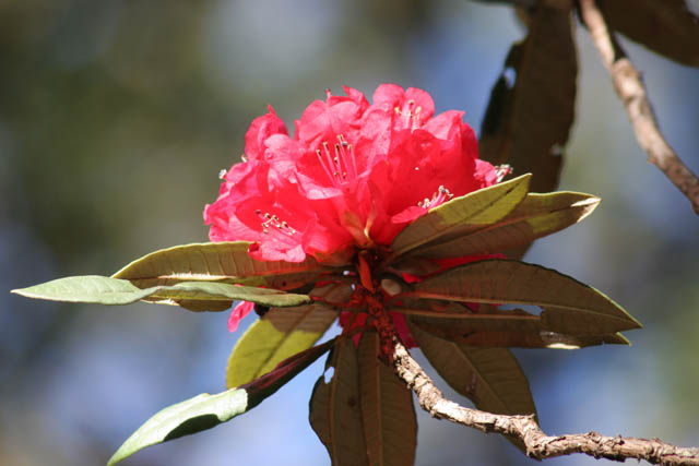 Rhododendron flower. Chin State. Myanmar (Burma).