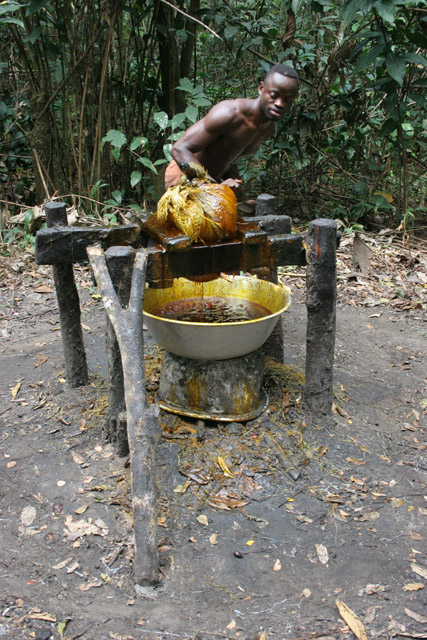 Palm oil pressing. Lobe River. Cameroon.