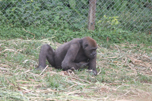 Chimpanzee, Limbe Wildlife Centre. Cameroon.