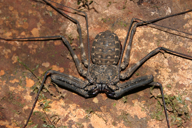 Spider, Korup National Park. Cameroon.