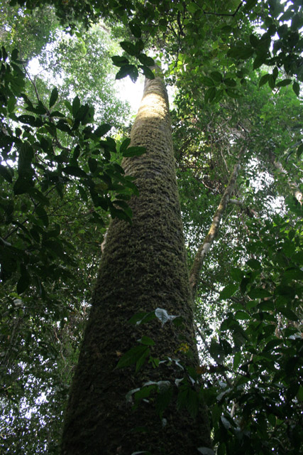The Korup National Park is in western Cameroon against the Nigerian border. It has 1259 sq km of tropical rainforest known for its high biological diversity, including more than 50 species of large mammals. Cameroon.