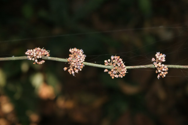 The Korup National Park is in western Cameroon against the Nigerian border. It has 1259 sq km of tropical rainforest known for its high biological diversity, including more than 50 species of large mammals. Cameroon.