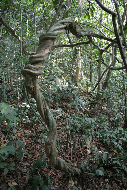 Liana, Korup National Park. Cameroon.