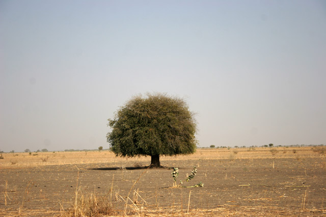 On the way to the Lake Chad. Cameroon.