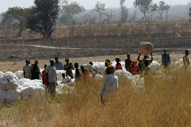 Cotton purchase near Garoua town. Cameroon.
