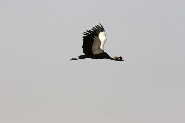 Crane. Waza National Park. Cameroon.