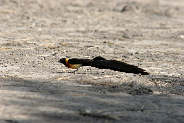 Bird, Waza National Park. Cameroon.