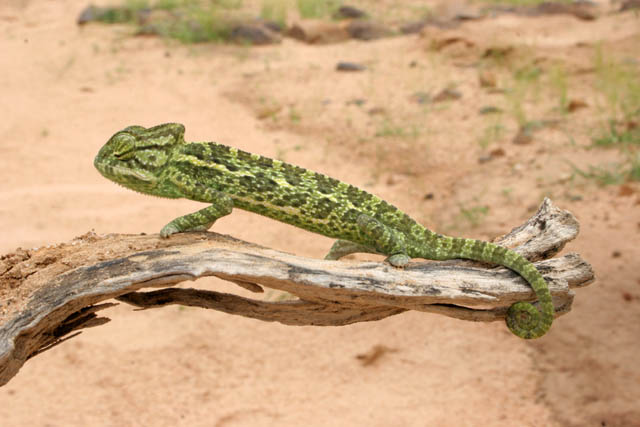 Even at Sahara desert there is a life - small chameleon. Niger.