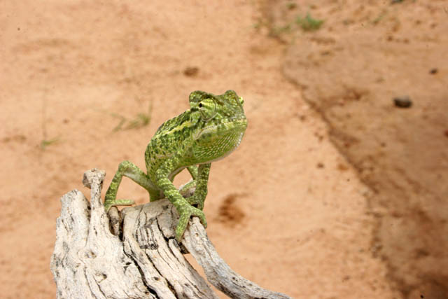 Even at Sahara desert there is a life - small chameleon. Niger.
