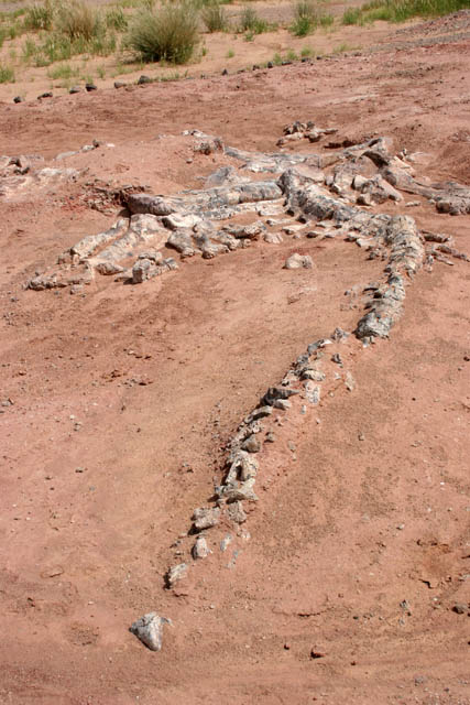 Skeleton of dinosaur - brontosaurus. Dinosaur cemetery near Agadez town. Niger.