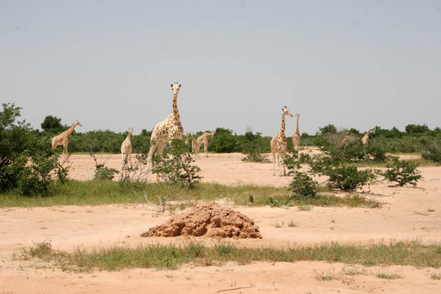 Last wild giraffes at West Africa - Kourou reservation. Niger.