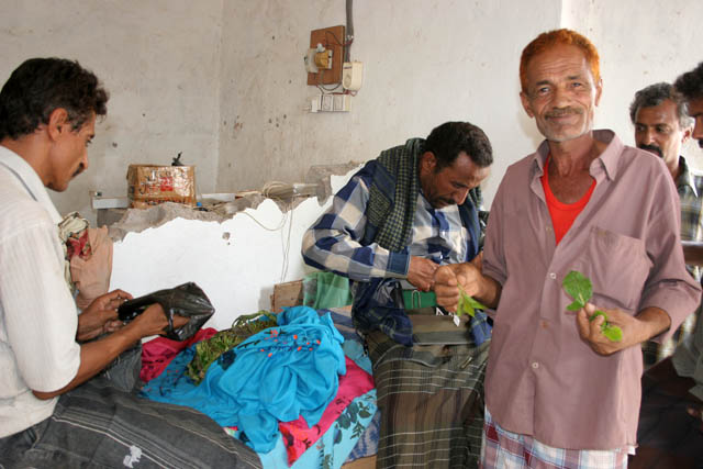 Qat selling at Hadibu town at Socotra (Suqutra) island. Yemen.