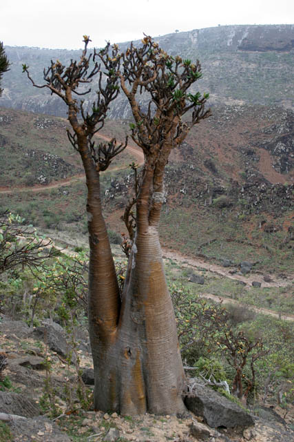 Socotran Desert Rose (Adenium obesum sokotranum). Dixam Plateau. Socotra (Suqutra) island. Yemen.
