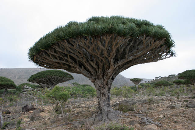 Endemic tree Dragon's blood (Dracaena cinnabari) at Dixam Plateau. Socotra (Suqutra) island. Yemen.