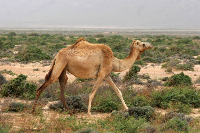 Camel and sand dunes at south coast of Socotra (Suqutra) island. Yemen.