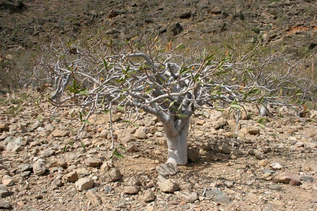 Landscape at Socotra (Suqutra) island. Yemen.