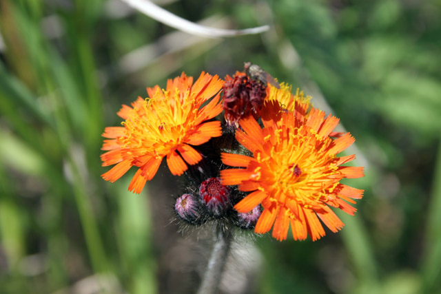 North Shore area, Minnesota. United States of America.