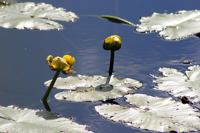 North Shore area, Minnesota. United States of America.