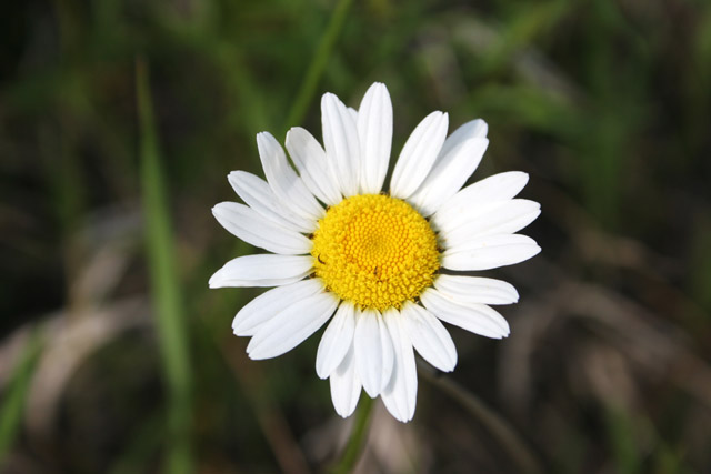 North Shore area, Minnesota. United States of America.