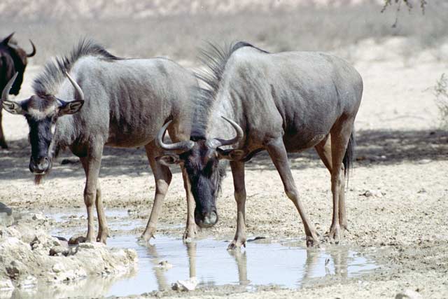 Blue wildebeest, Kalahari Gemsbok National Park. South Africa.