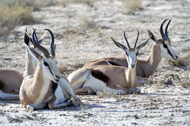 Springbok, Kalahari Gemsbok National Park. South Africa.
