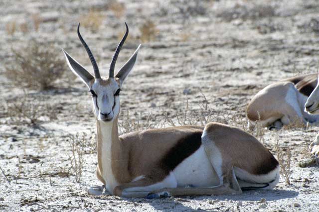 Springbok, Kalahari Gemsbok National Park. South Africa.