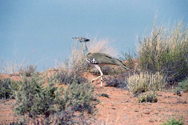 Kalahari Gemsbok National Park. South Africa.
