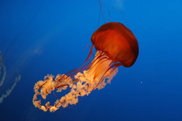 Jellyfish. Aquarium at Osaka. Japan.