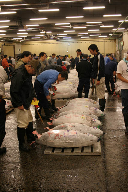 Morning tuna auction. Sellers are checking quality of tunas. Tsukiji fish market, Tokyo. Japan.