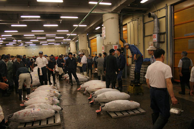 Morning tuna auction - action is coming. Tsukiji fish market, Tokyo. Japan.